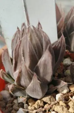 多肉植物　ハオルチア②