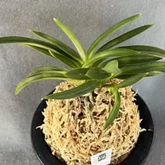 2025年最新】富貴蘭 ルビー根の人気アイテム - メルカリ