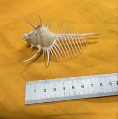 骨貝　悪鬼貝
