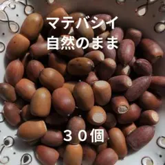 木の実　マテバシイ　３０個　自然のまま　工作用