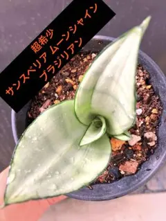 サンスベリア Mr.Blue Sansevieria Mr.Blue - メルカリ