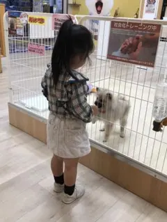 長袖 トップス チェック柄 フリル