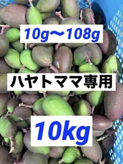 宮崎県産摘果マンゴー・グリーンマンゴー約4.7kg(10~150) 宮崎県産 摘果マンゴー グリーンマンゴー 10kg - メルカリ