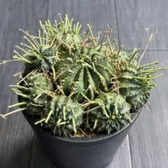 2026年最新】バリダ 雌の人気アイテム - メルカリ