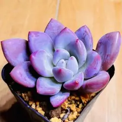 Top【選抜株】多肉植物　9308 オパリナ錦36個　鉢無し/脱土 Top【選抜株】多肉植物 9308 オパリナ錦36個 鉢無し/脱土