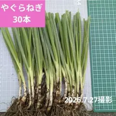 農家直送】期間限定やぐらねぎ無農薬、増えるネギ、自然栽培、家庭菜園