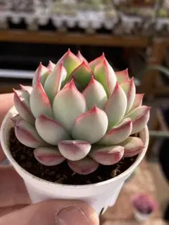 なお様 リクエスト 2点 まとめ商品