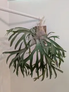 P.Coronarium 'Thailand Dwarf' 美形大型 ビカクシダ - メルカリ