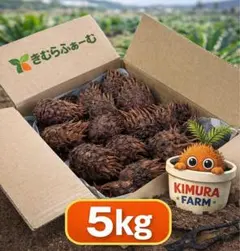 特選個体】【初売り最終】ソテツ子株 観葉植物 ドライガーデン 南国風