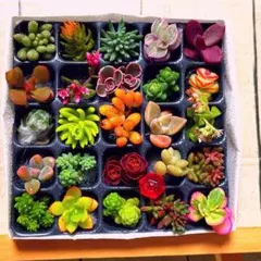 【PP25 G25R赤ピック】多肉植物　ミニミニカット苗　25マスのサムネイル
