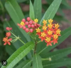さくらの花の思い出様 リクエスト 2点 まとめ商品 - メルカリ