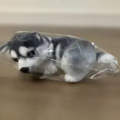 リアルアニマル 子犬うつぶせマスコットBC ハスキー