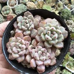 大熊猫(プロフ必読！)様 リクエスト 2点 まとめ商品♡同梱割引あり−50♡