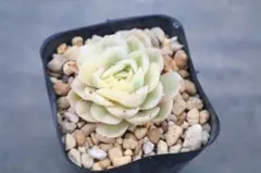 迅*様 エケベリア・Onslow斑入り