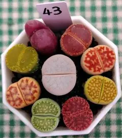 多肉植物リトープス/コノフィツム 大玉 綾耀玉入り カラフルセット 土
