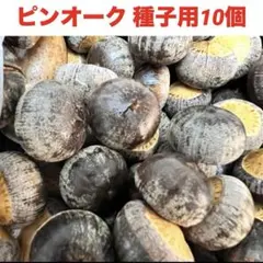 2025年最新】ドングリ苗の人気アイテム - メルカリ