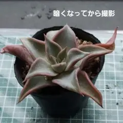 メルカリ便　ブラックマディバ錦　韓国苗 メルカリ便 ブラックマディバ錦 韓国苗 37._miyu3様