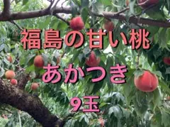 ❕大特価❕福島県伊達産 「あかつき」9玉　訳あり・ご家庭用のサムネイル