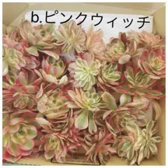 b.ピンクウィッチ　宅急便コンパクト箱いっぱい　カット苗　アエオニウム