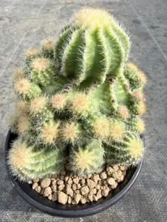 2025年最新】ロイホワイト サボテンの人気アイテム - メルカリ