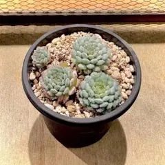 2025年最新】ヴィンセントカトー 多肉の人気アイテム - メルカリ