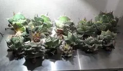 2025年最新】アガベまとめ売りの人気アイテム - メルカリ