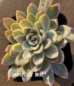 2025年最新】すみれ牡丹 多肉の人気アイテム - メルカリ