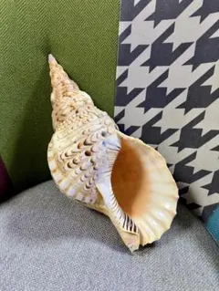 法螺貝 極美品 大 約34cm 約0.7kg ホラガイ ホラ貝 ほら貝 ほらがい