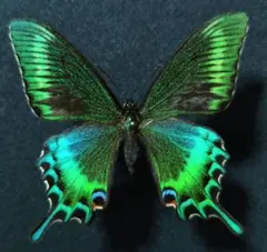 蝶標本 極美麗ミヤマカラスアゲハ春型♂北海道産 飼育品 青紫系 - メルカリ