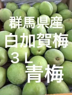 加工用　青梅3L 白加賀梅のサムネイル
