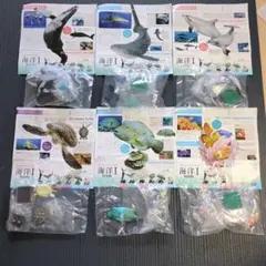 ネイチャーテクニカラー　海洋Ⅰ　特装版 コンプリート　③