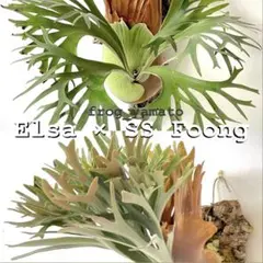 2026年最新】elsa ビカクシダの人気アイテム - メルカリ