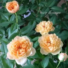 ♡アポ様 リクエスト 2点 まとめ商品