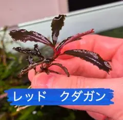 ブセファランドラクダガンBucephalandra sp.Kedagang 1株 - メルカリ