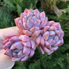 めかぶ様 リクエスト 3点 まとめ商品