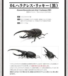 2025年最新】ヘラクレスリッキーの人気アイテム - メルカリ