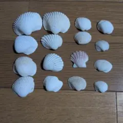貝殻　貝がら　天然　白系　ベージュ　工作　夏休み　16こ　大きさミックス