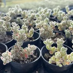 はるる様 リクエスト 2点 まとめ商品