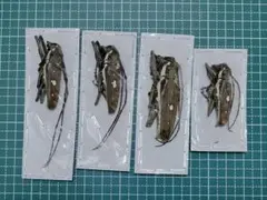 標本。スラウェシのオーロラルリタマムシ5頭 - メルカリ
