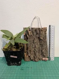 2026年最新】ベイチーワイルド胞子の人気アイテム - メルカリ