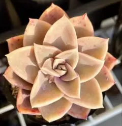 2026年最新】ハリーワトソン 多肉の人気アイテム - メルカリ