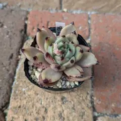 2026年最新】優木園の人気アイテム - メルカリ