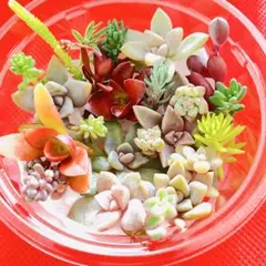 あーまま様 リクエスト 2点 まとめ商品