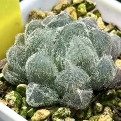 ま*る様 ハオルチア モンロー 巨大化 梦露巨大化 多肉植物 大葉 ⑥