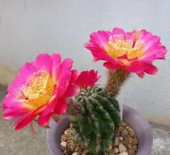 花サボテン　萌交配種のサムネイル