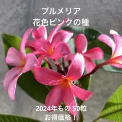 バジル様 リクエスト 2点 まとめ商品　(発送が7/1以降になります)