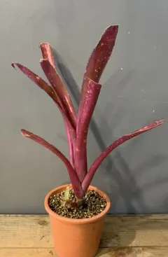 Billbergia Tinkerbell ビルベルギア ティンカーベル - メルカリ
