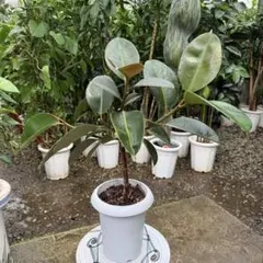 ♪フイカスソフィア♪8号鉢直径約24㎝ 鉢底から葉先まで約123㎝ - メルカリ