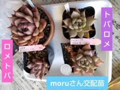 2026年最新】トバレンシスの人気アイテム - メルカリ