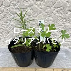 ②☆四季に咲く☆レースラベンダー☆現物です☆ - メルカリ